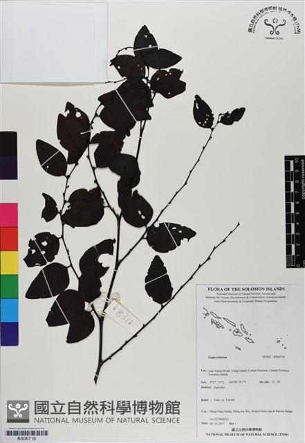 登錄號:BS06719藏品圖，第1張