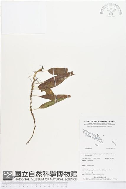 登錄號:BP01719藏品圖，第1張