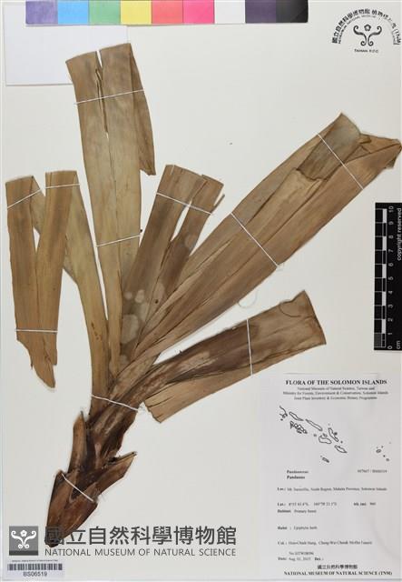 登錄號:BS06519藏品圖，第1張