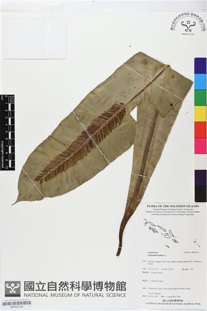 臺灣山蘇花藏品圖，第1張