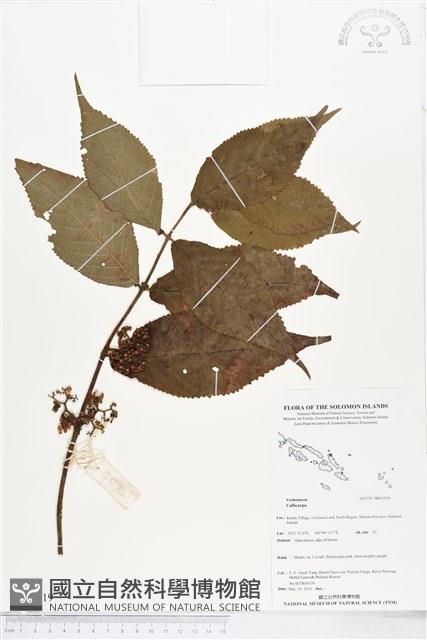登錄號:BS05519藏品圖，第1張