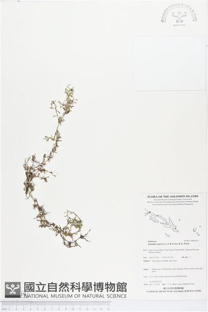 小牙草藏品圖，第1張