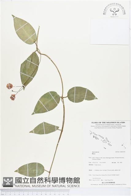 登錄號:BS03519藏品圖，第1張