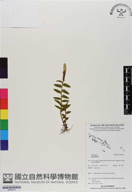 登錄號:BS06919藏品圖，第1張