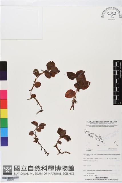登錄號:BS05919藏品圖，第1張