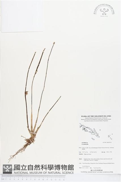 登錄號:BS03919藏品圖，第1張