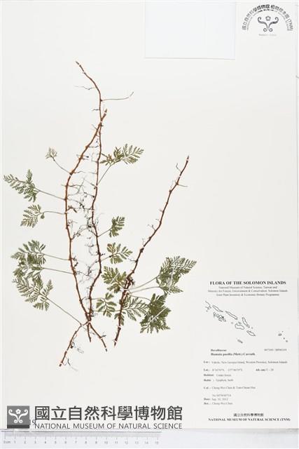 登錄號:BP00319藏品圖，第1張