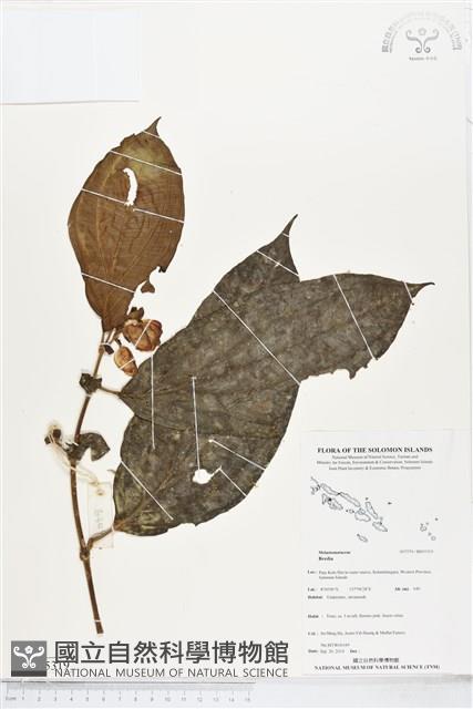 登錄號:BS05319藏品圖，第1張