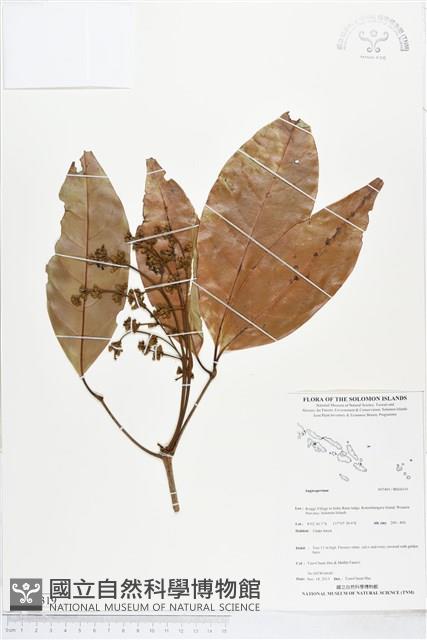 登錄號:BS04319藏品圖，第1張