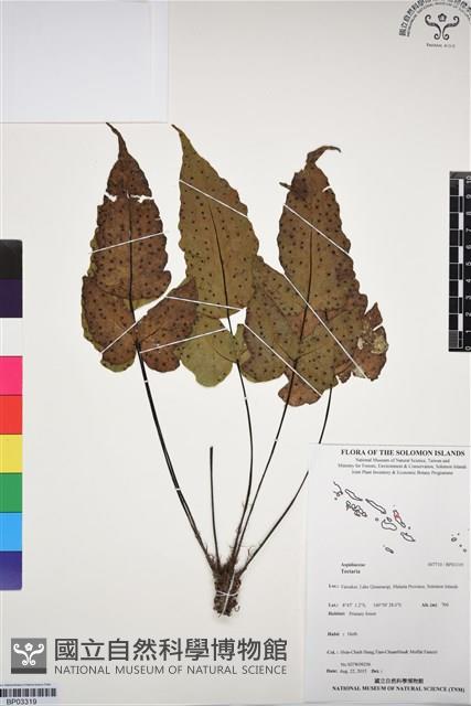 登錄號:BP03319藏品圖，第1張