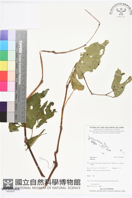 登錄號:BS05809藏品圖，第1張