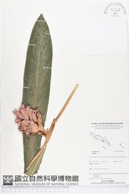 登錄號:BS04809藏品圖，第1張