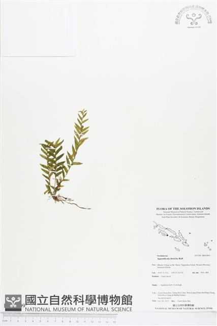 登錄號:BS03809藏品圖，第1張