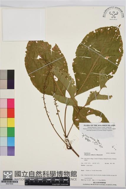 止宮樹藏品圖，第1張