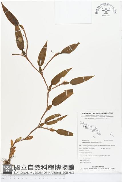 登錄號:BS02009藏品圖，第1張