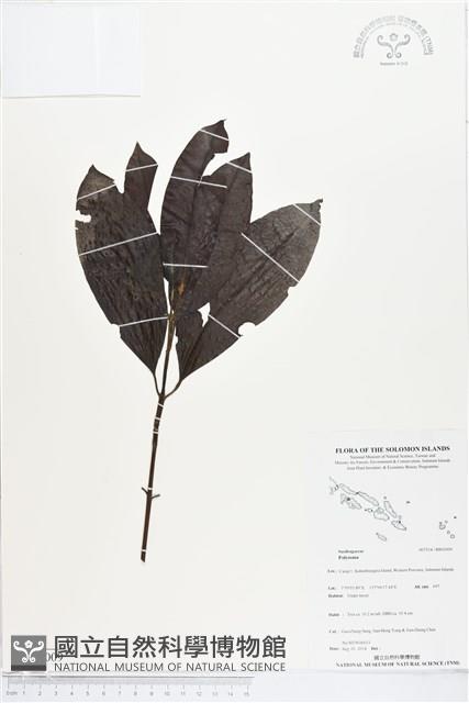 登錄號:BS05009藏品圖，第1張