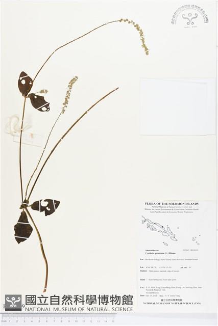 假川牛膝藏品圖，第1張