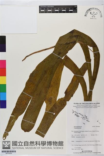 登錄號:BP03009藏品圖，第1張