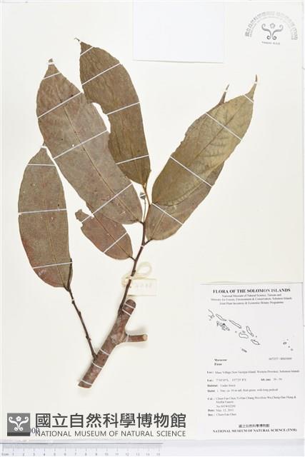 Accession Number:BS03009 Collection Image