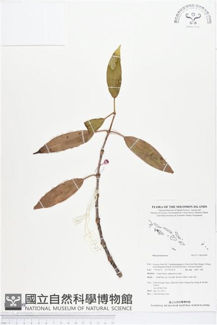 登錄號:BS02609藏品圖，第1張