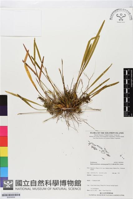 登錄號:BS05609藏品圖，第1張