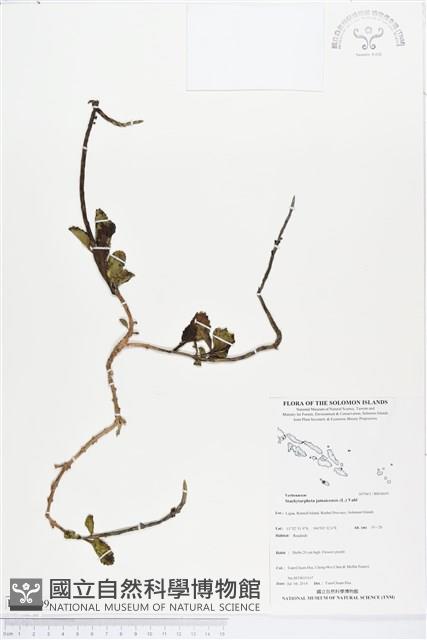 牙買加長穗木藏品圖，第1張