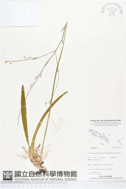 登錄號:BS05109藏品圖，第1張