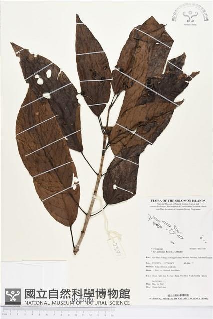 登錄號:BS03109藏品圖，第1張