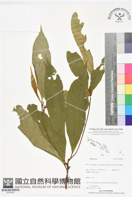 登錄號:BS06409藏品圖，第1張