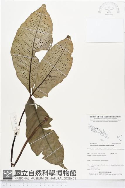 登錄號:BP02409藏品圖，第1張