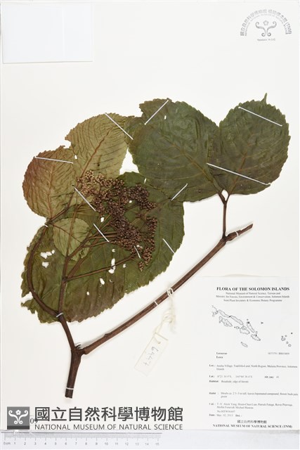 登錄號:BS05409藏品圖，第1張