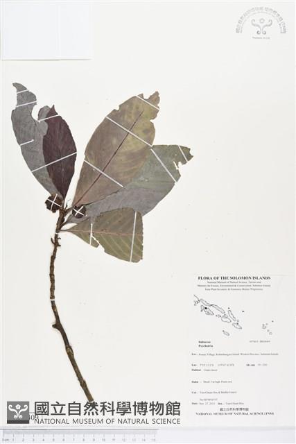 登錄號:BS04409藏品圖，第1張