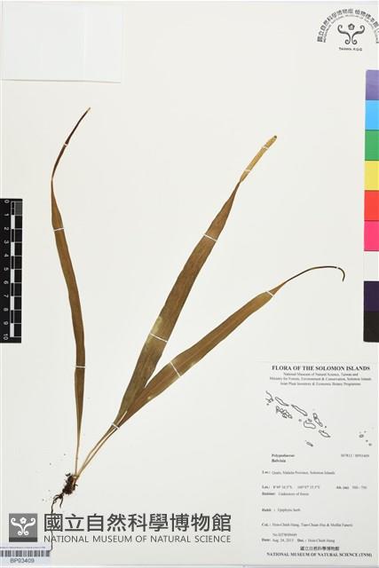 登錄號:BP03409藏品圖，第1張