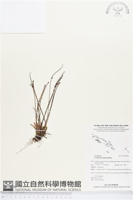 登錄號:BS03409藏品圖，第1張