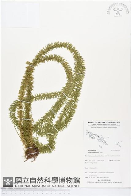 Accession Number:BP02209 Collection Image