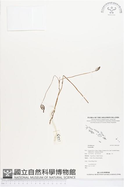 小鬼蘭藏品圖，第1張