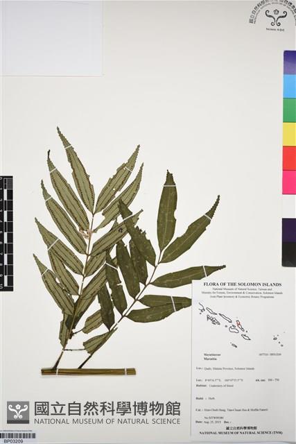 登錄號:BP03209藏品圖，第1張