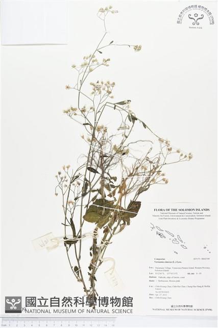 一枝香藏品圖，第1張