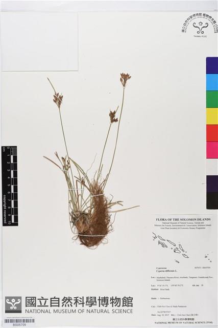 異花莎草藏品圖，第1張