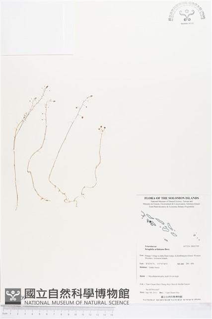 登錄號:BS03709藏品圖，第1張