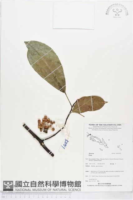 登錄號:BS04509藏品圖，第1張