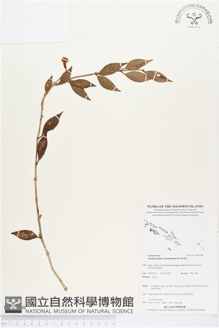 登錄號:BS03509藏品圖，第1張