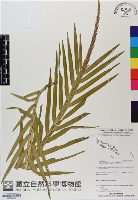 登錄號:BS06909藏品圖，第1張