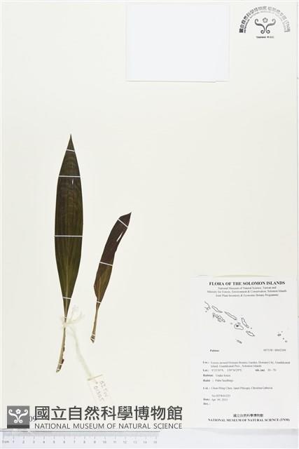 登錄號:BS02309藏品圖，第1張