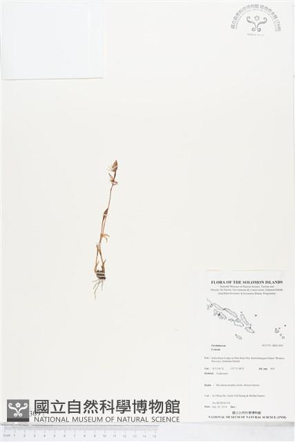 登錄號:BS05309藏品圖，第1張