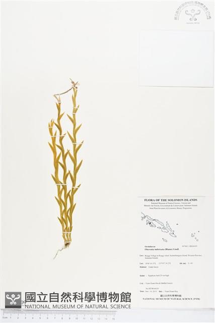 登錄號:BS04309藏品圖，第1張