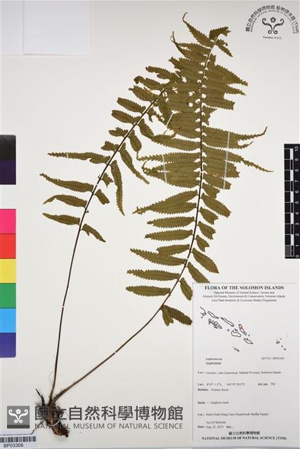 登錄號:BP03309藏品圖，第1張