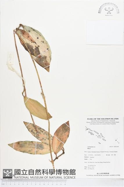 登錄號:BS03309藏品圖，第1張