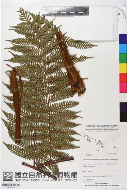 登錄號:BP02839藏品圖，第1張