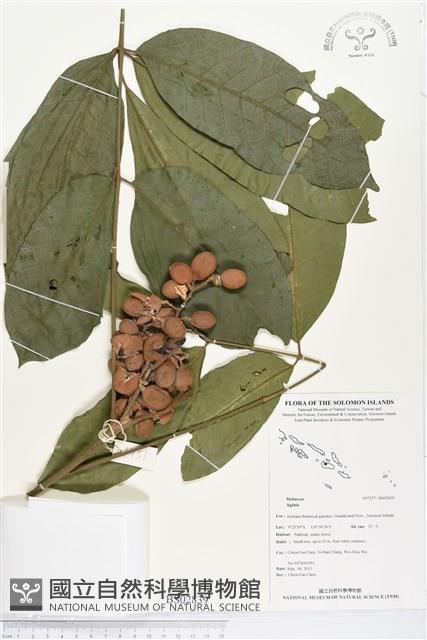 登錄號:BS02839藏品圖，第1張